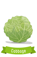 キャベツ