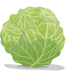 キャベツ