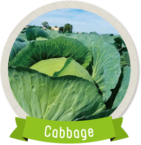 キャベツ