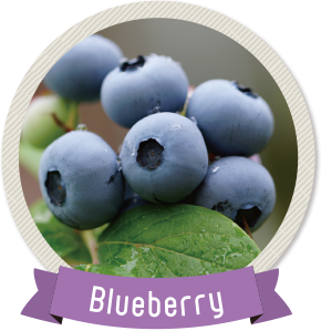 ブルーベリー